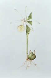 Pleione Formosana Alba